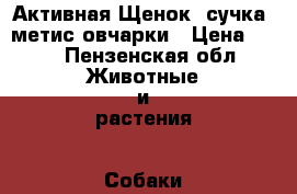 Активная Щенок- сучка, метис овчарки › Цена ­ 50 - Пензенская обл. Животные и растения » Собаки   . Пензенская обл.